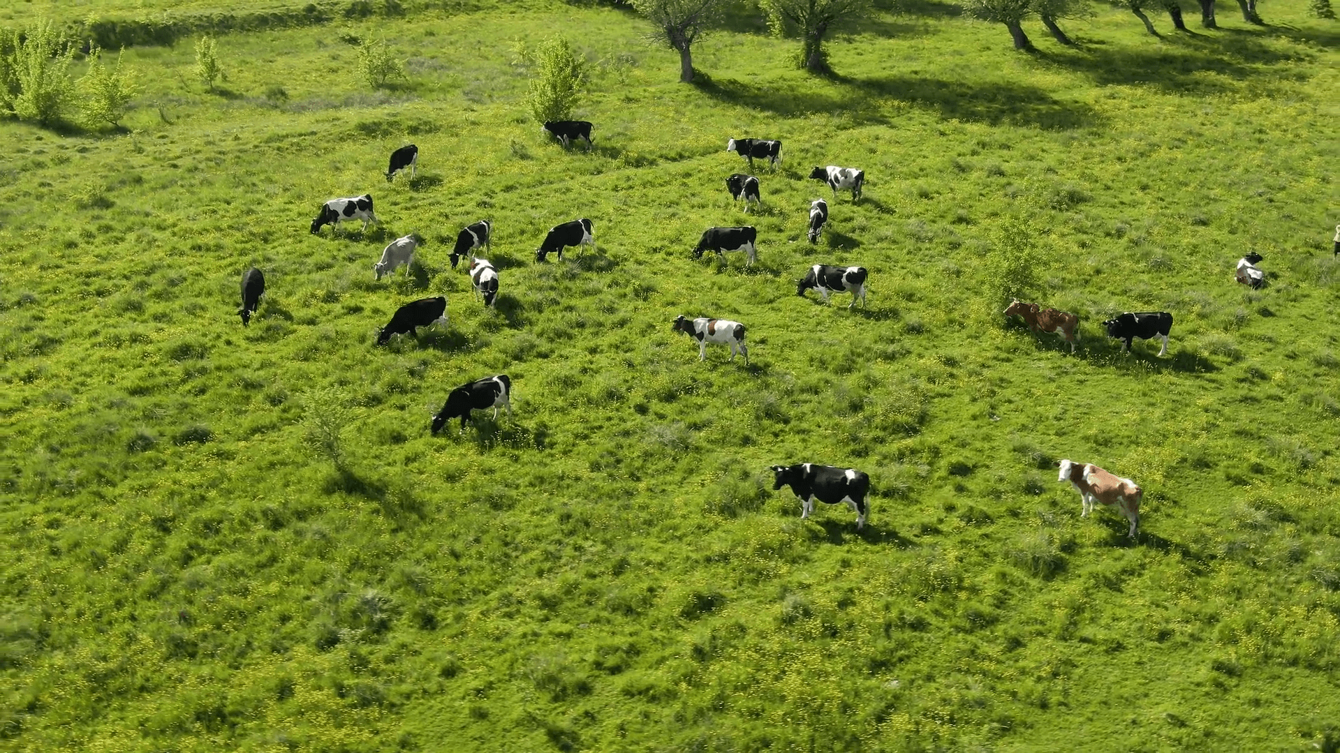 KOL - Moodvideo agroforestry