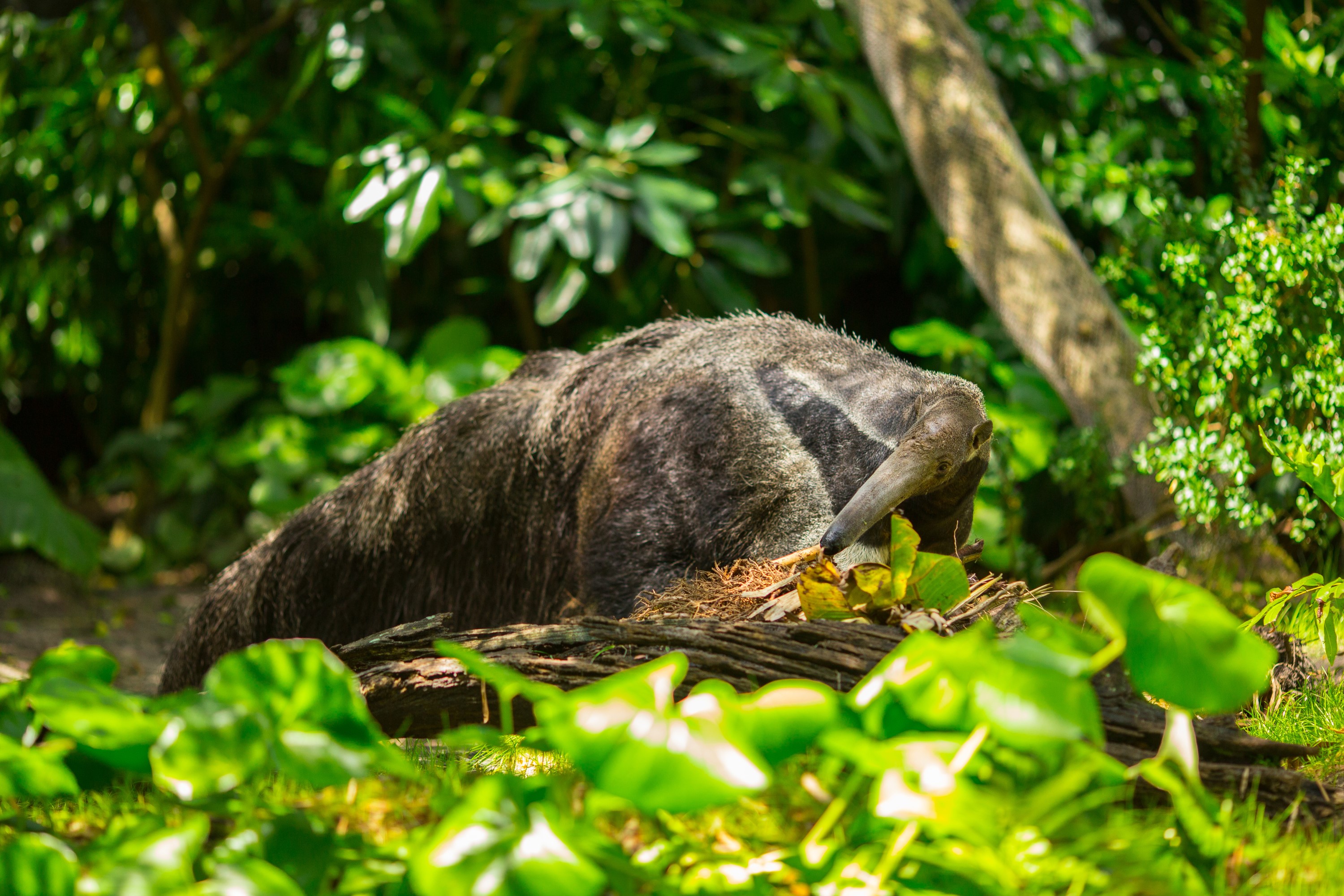 Een grote miereneter in het Surinaamse regenwoud.