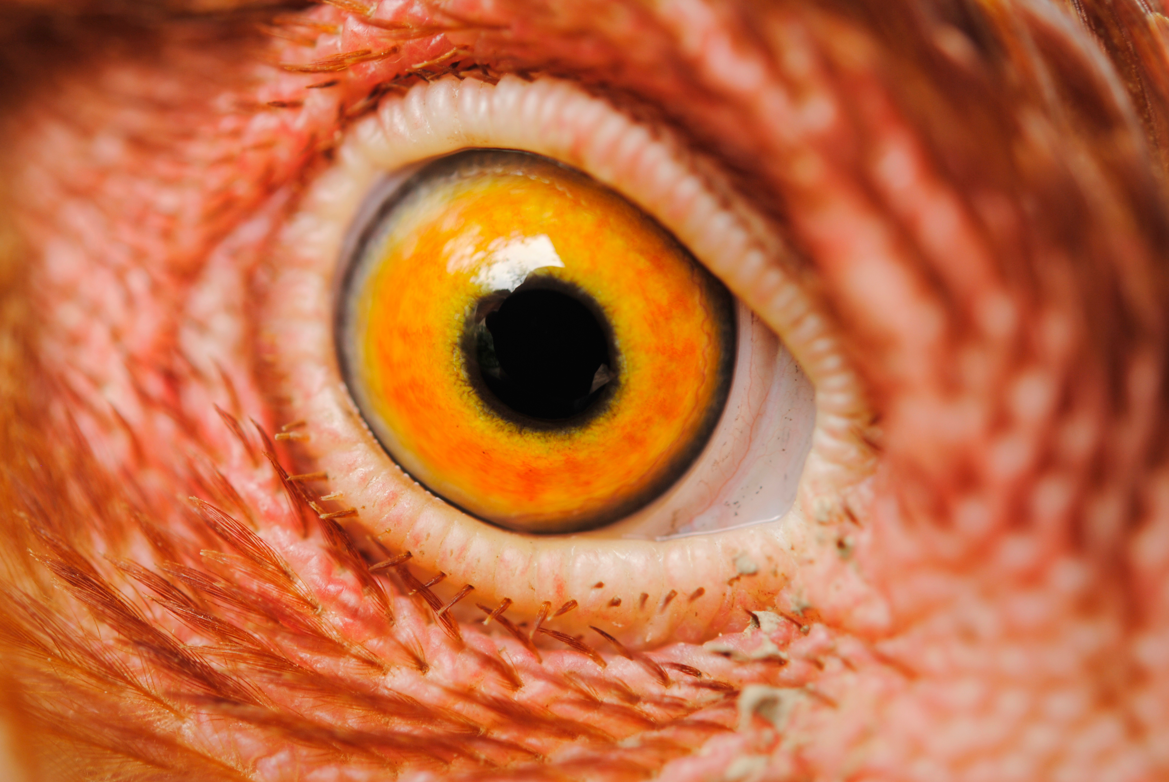 chicken eye