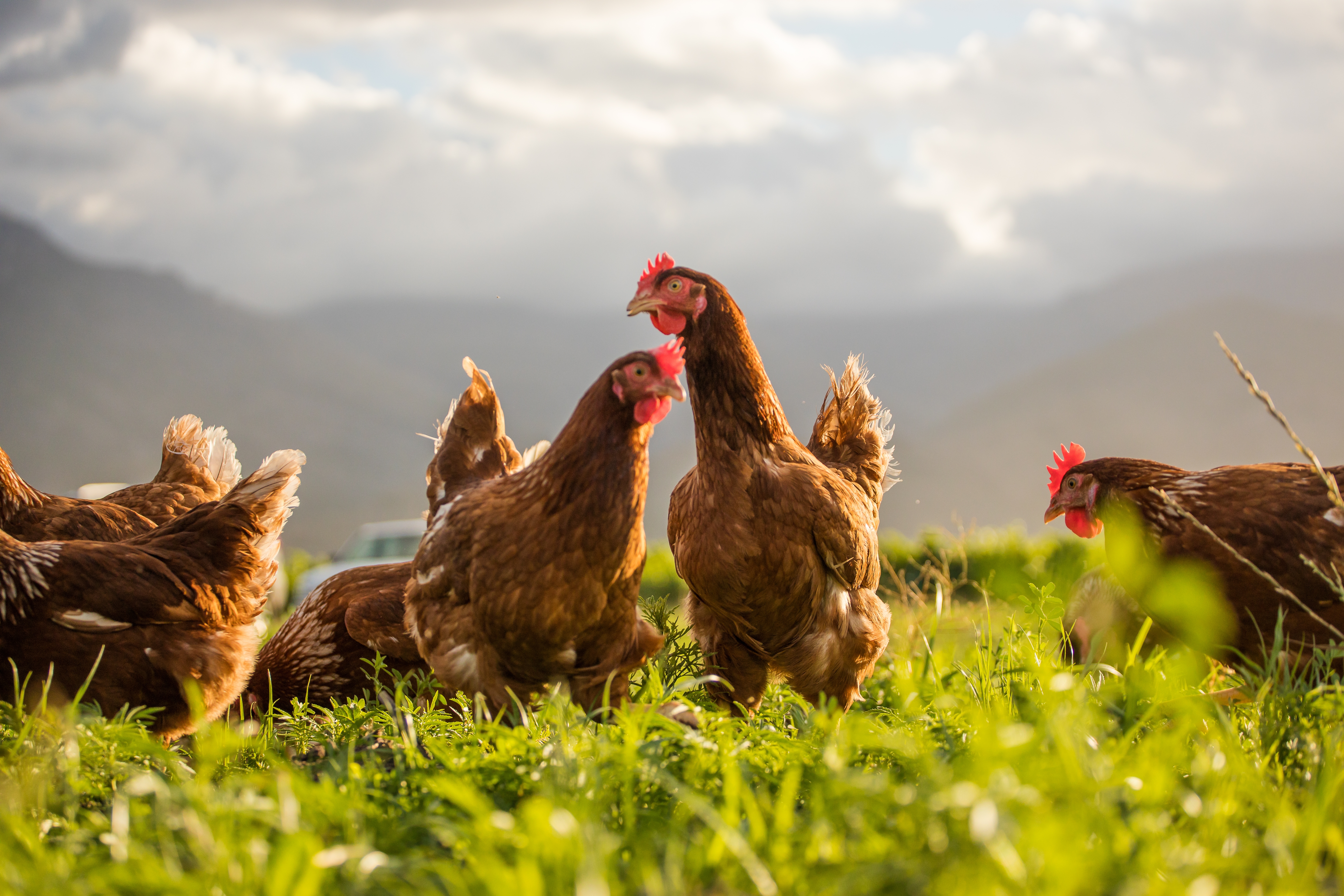 Chicken that are walking on grass