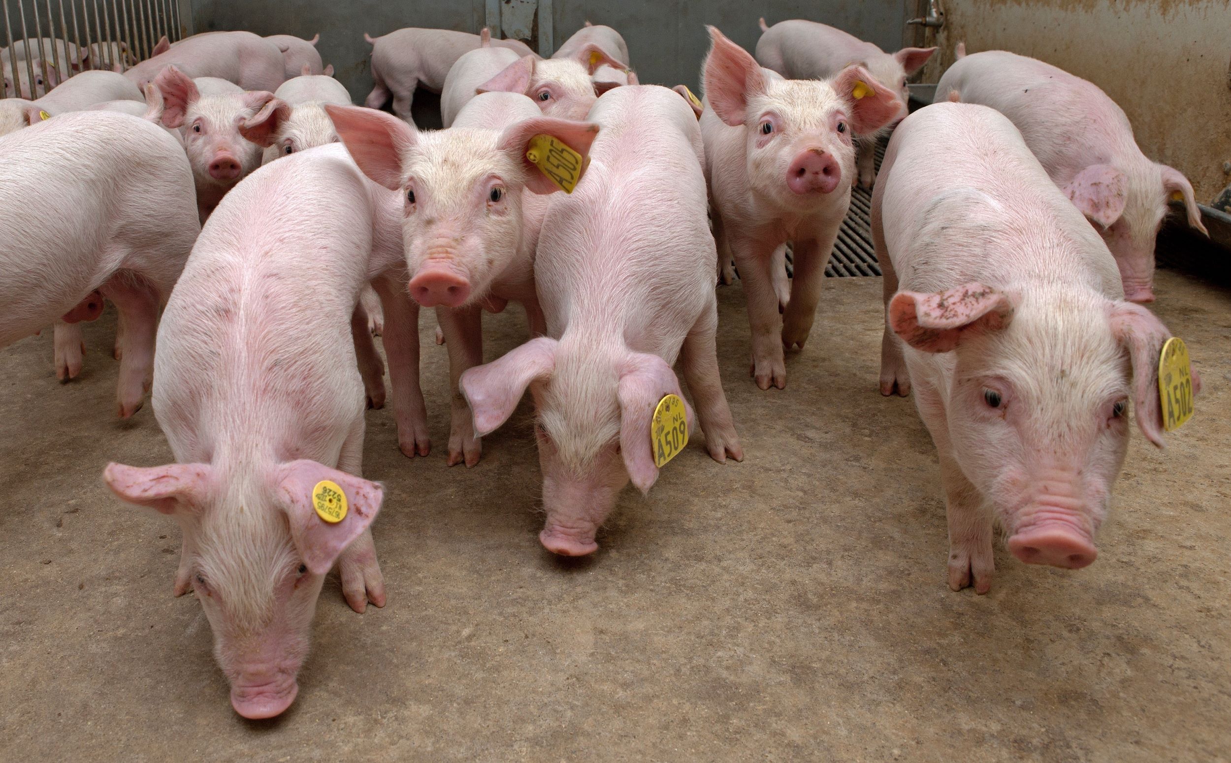 Piglets in a barn