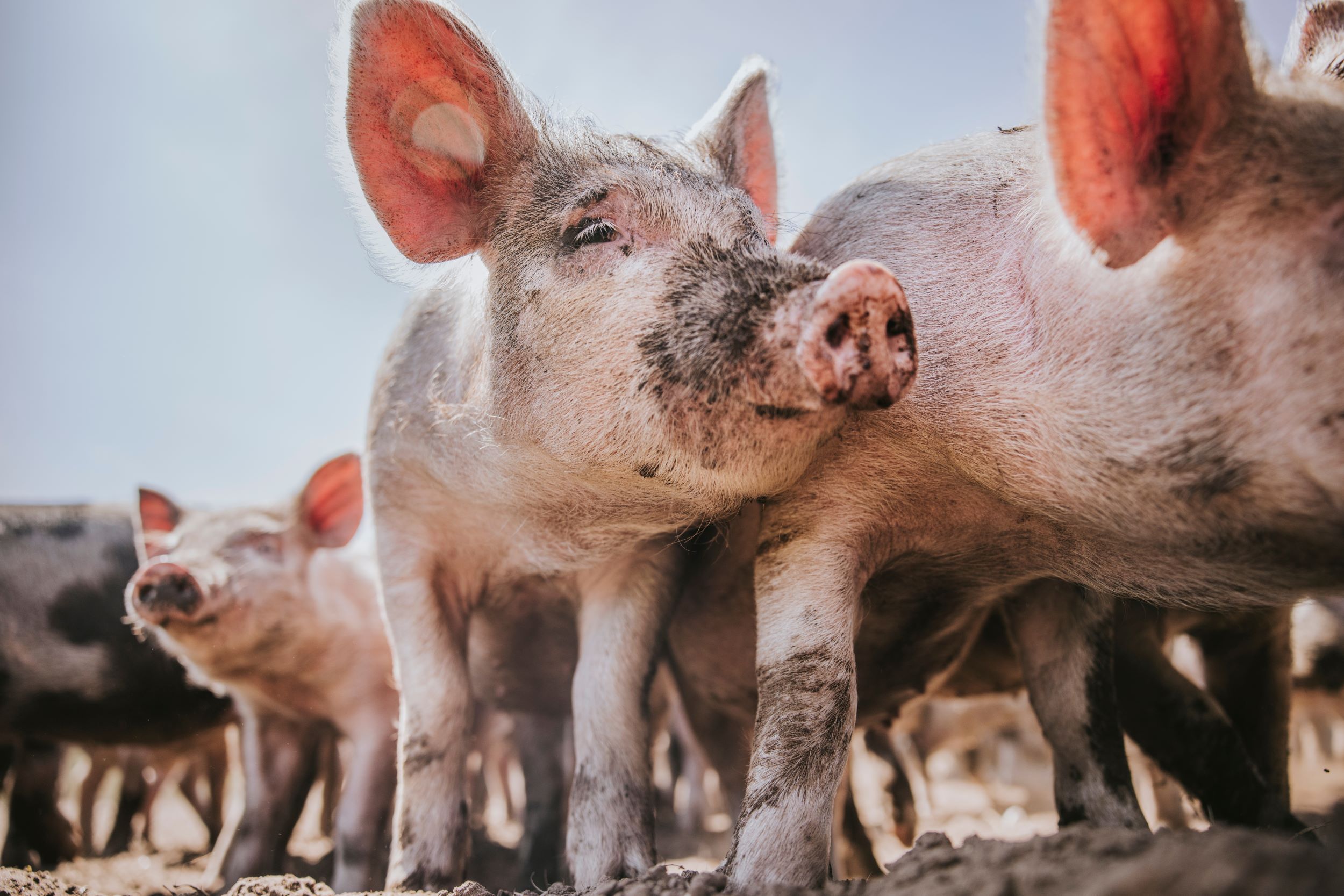 Pigs standing outside