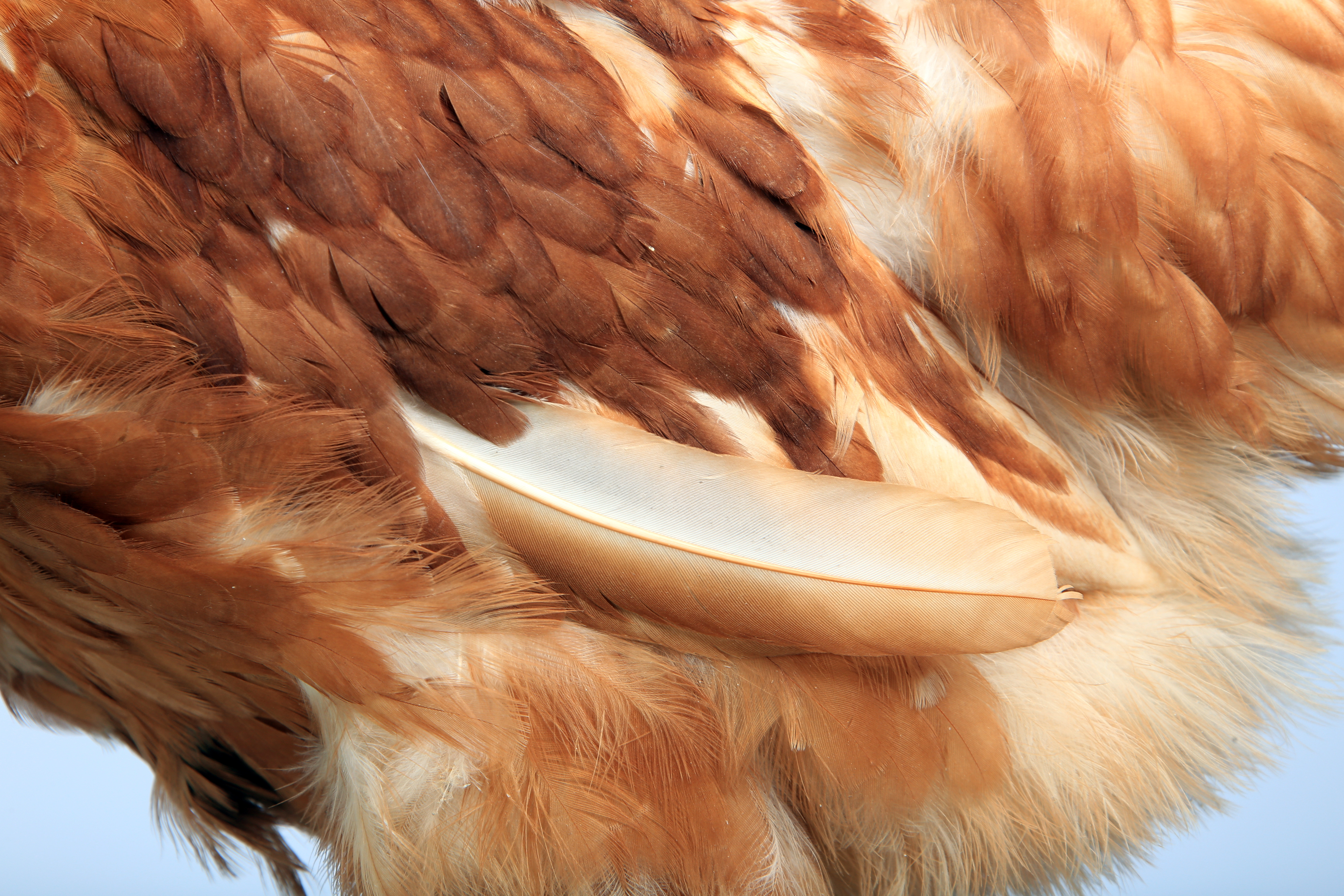 Chicken feathers with blue background