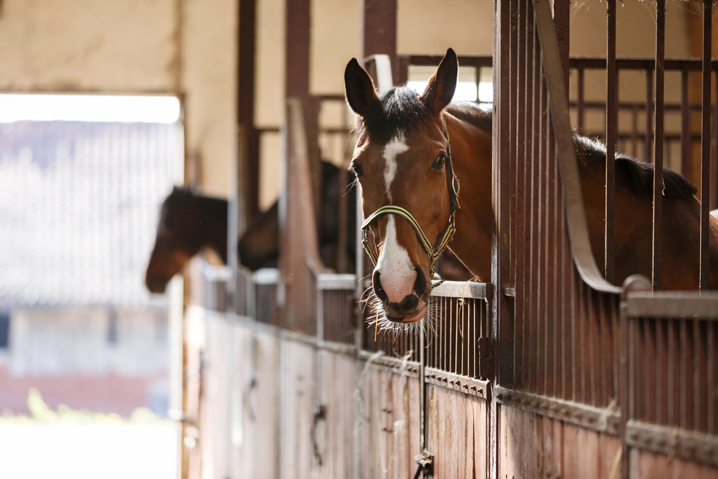 Close up of a brown horse in a stable.