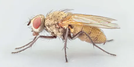 The cabbage root fly, Delia radicum