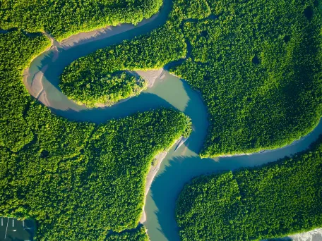Mangrove landschap