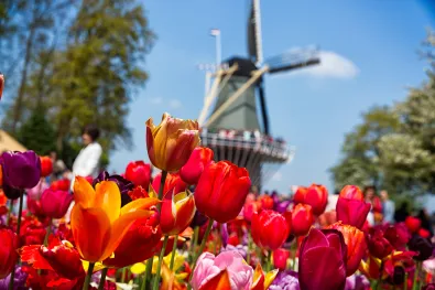 tulpen met molen op de achtergrond