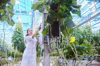 Young female scientist checking quality of vegetables in big, modern greenhouse