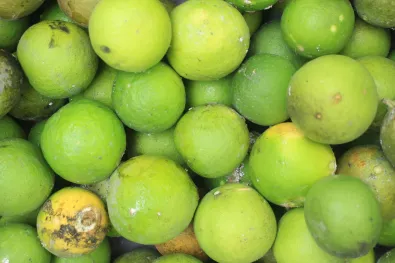 Lemmon HLB disease yellow dragon