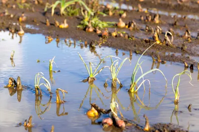 Landbouw grond dat onder het water staat