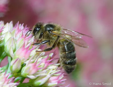 Pollinating insects such as honeybees are essential for ecosystems and global food production 