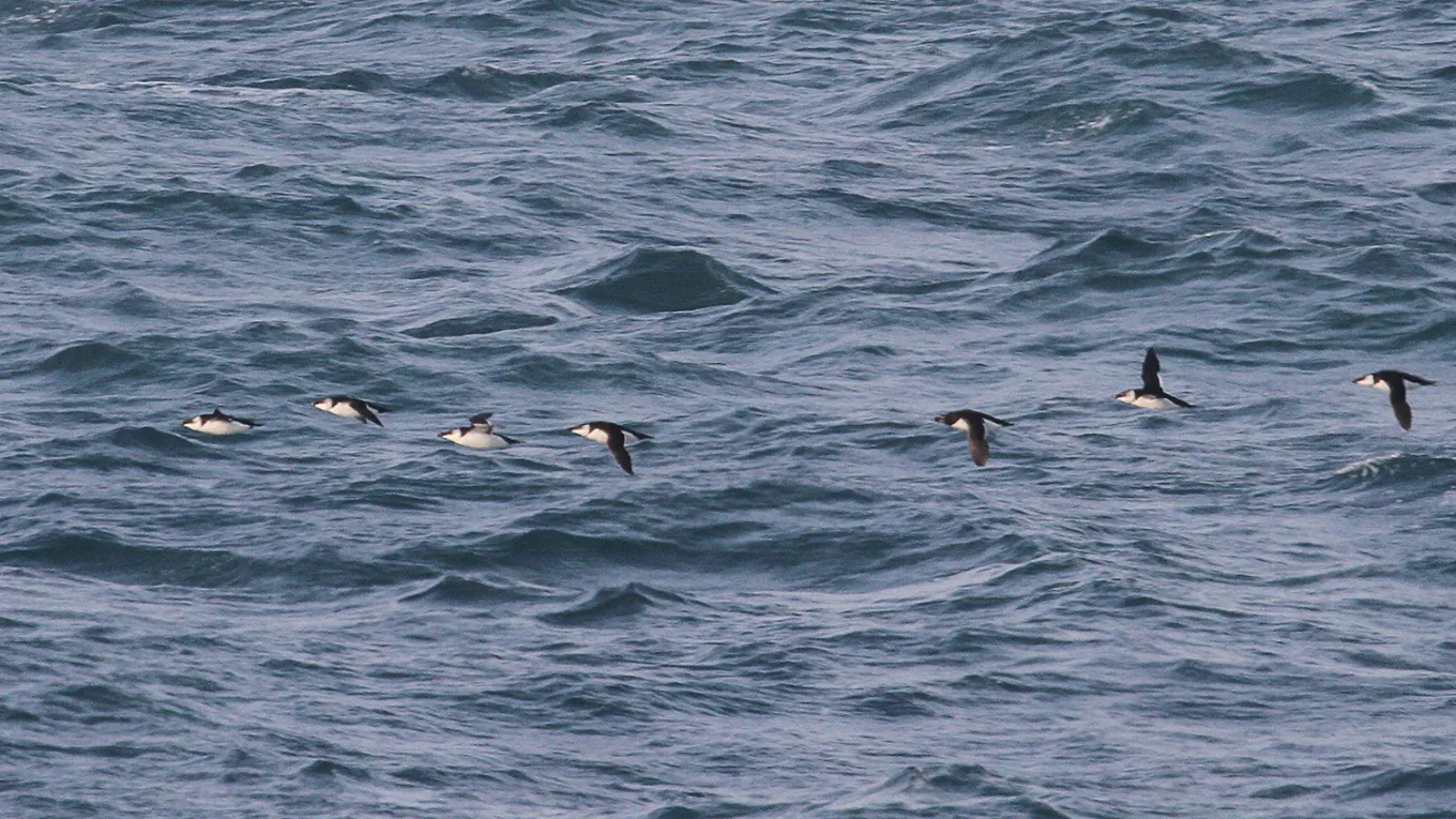 Study measures seabirds' habitat loss as a result of wind turbines