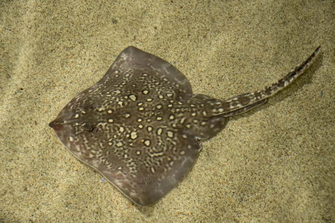 Research into rays and sharks in the North Sea | WUR