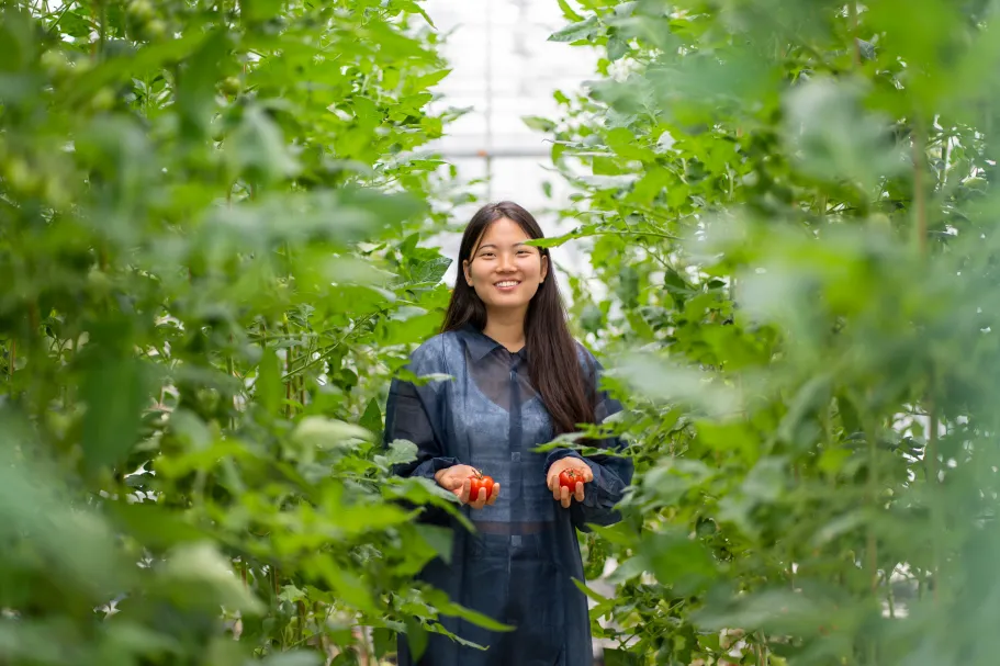 Yeijn, student Bachelor's Environmental Sciences posing in a greenhouse holding two tomatos with tomato plants on the side growing vertically
