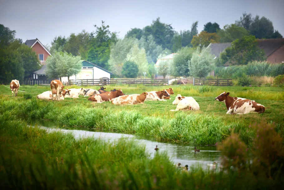 Koeien staan en liggen in een Nederlandse weide