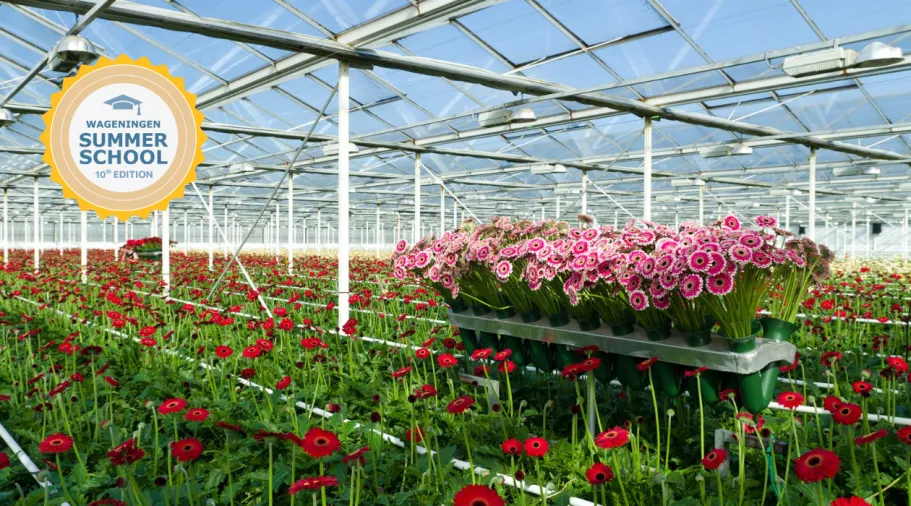 greenhouse horticulture flowers