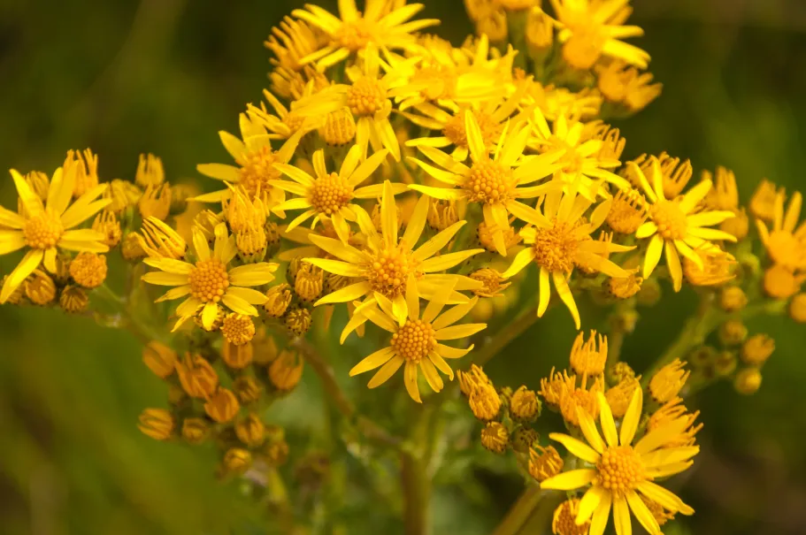 Jacobskruid bevat toxische stoffen