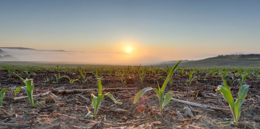 Integrating crop modelling with remote sensing: Application on data-limited small-scale farming systems