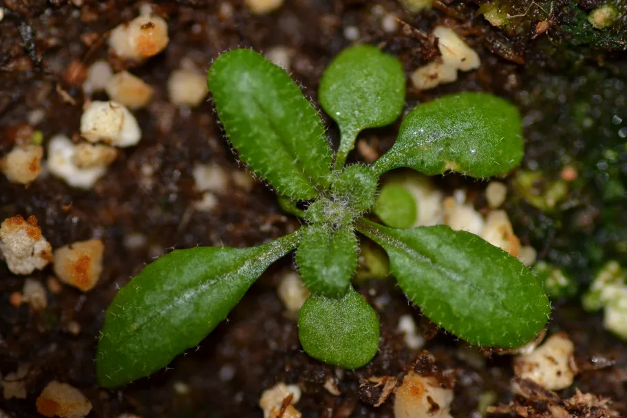Rozet van Arabidopsis