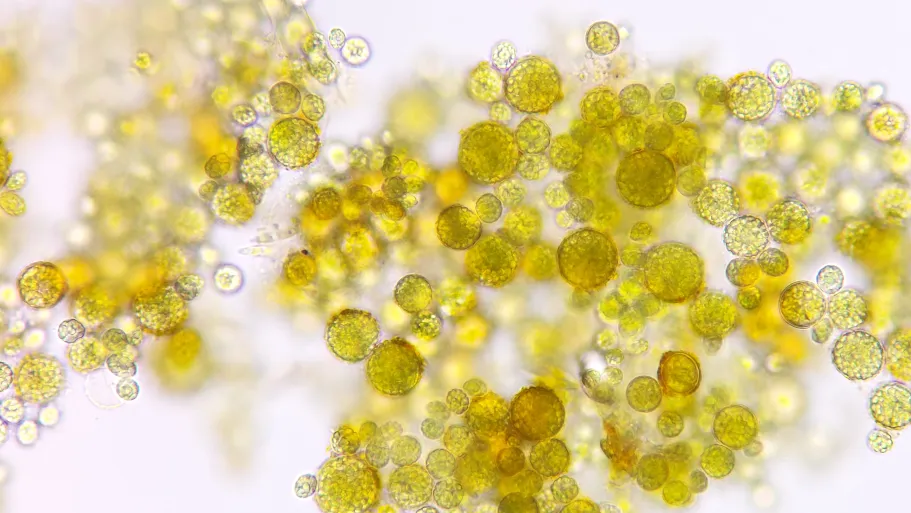 Microalgale eiwitisolaat-cryostructuraten: inzicht in hun rol bij het behoud van de biologische activiteit van Lacticaseibacillus rhamnosus GG onder celstressfactoren die gepaard gaan met verwerking, opslag en gastro-intestinale passage