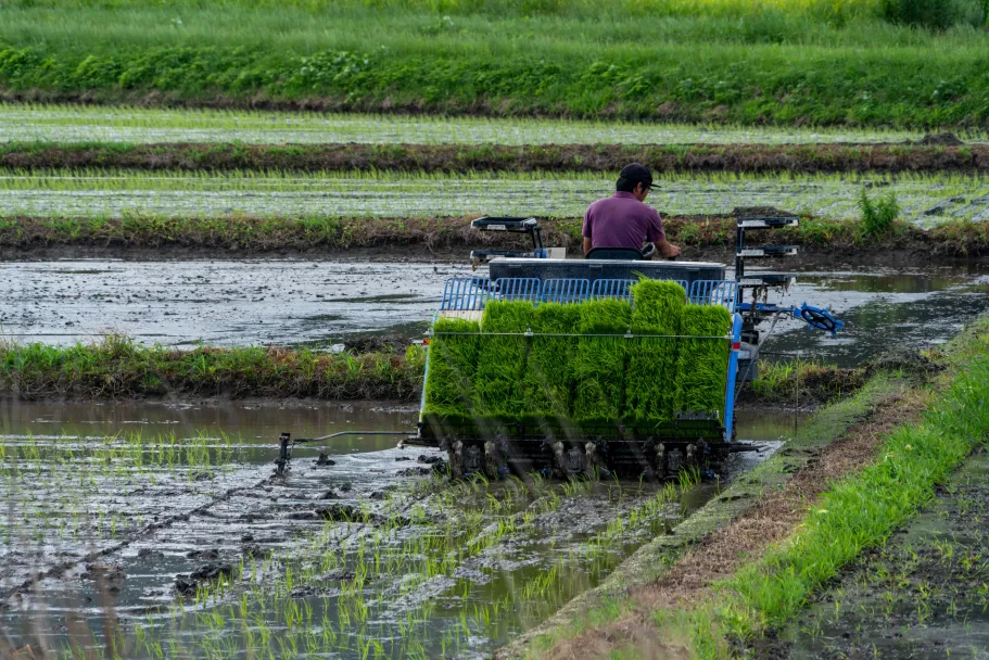 Genetic and Physiological Basis of Seed Longevity in Rice under Dry Storage