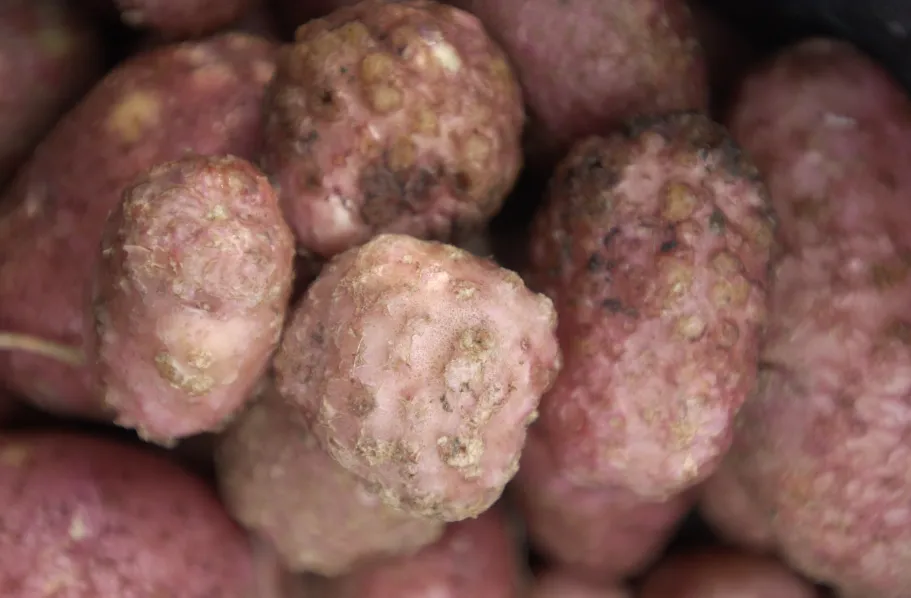 Meloidogyne chitwoodi causes deformity of potato tubers