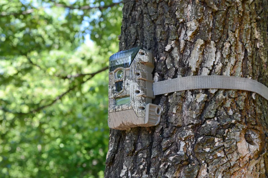 Mammal density estimation using camera traps: new perspectives