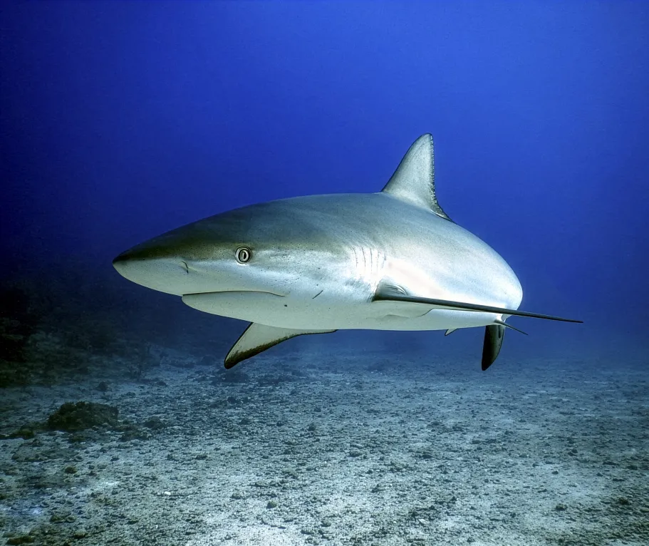 Afbeelding van een Caribbean reef shark