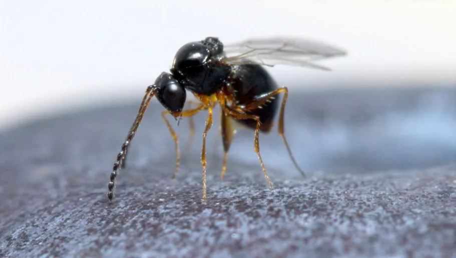 Leptopilina japonica 