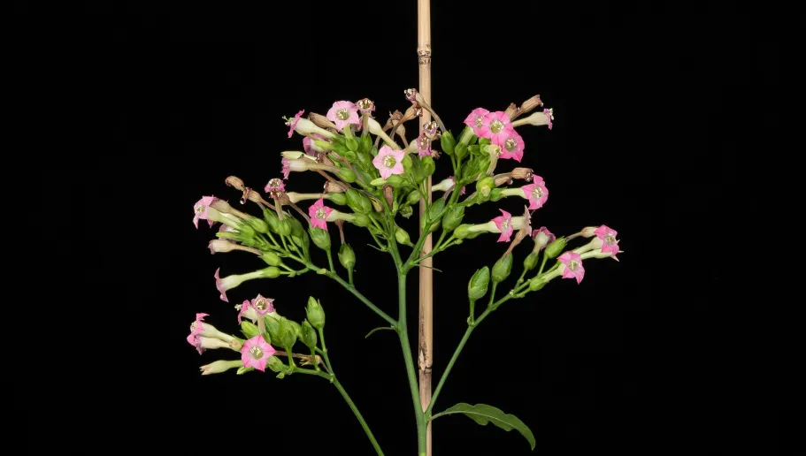 Tabaksplant mitochondriën