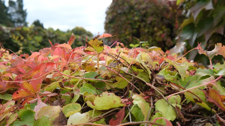 How microbiome predator–prey interactions shape litter decomposition