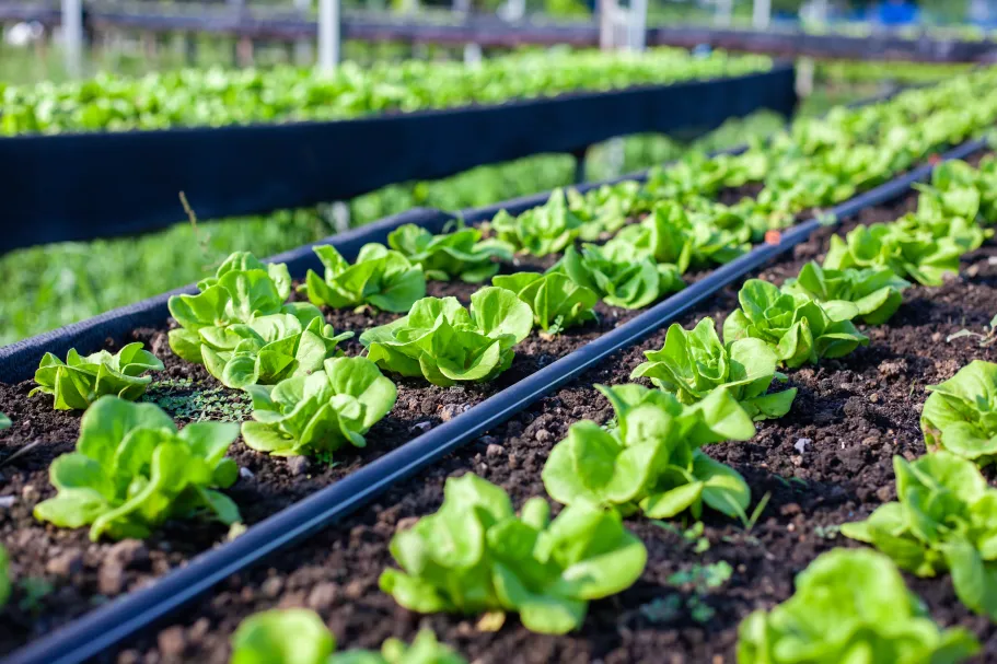 Lokaal eten? Milieu-impacts van het sluiten nutriëntenkringlopen in voedselsystemen op verschillende schaalniveaus - Nederland als casus