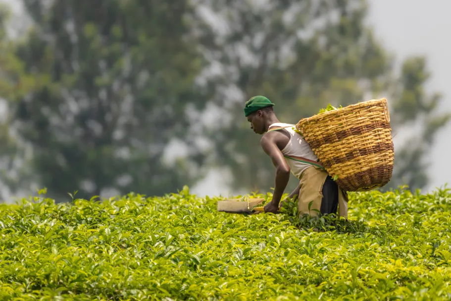 Smallholder seed choices under risk and uncertainty: Reflective and automatic processes shaping adoption of improved maize varieties in Uganda