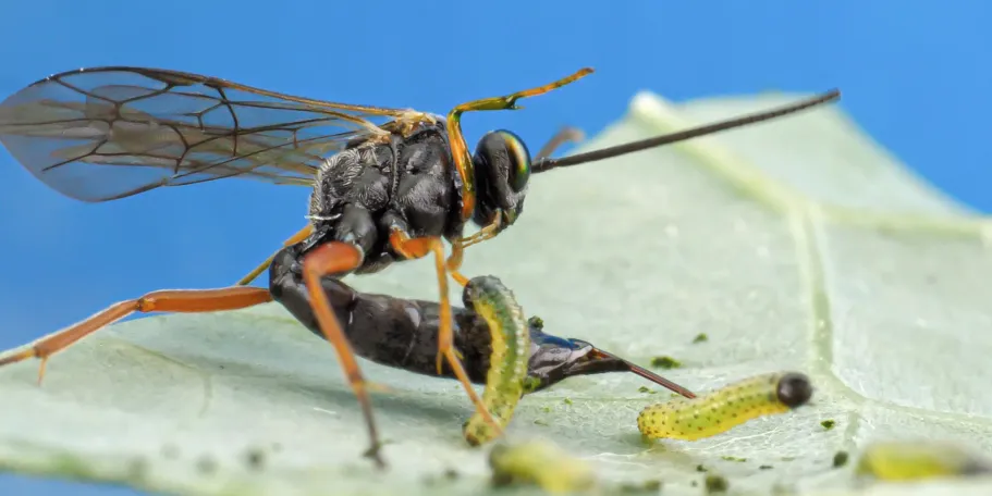 The parasitic wasp Hyposoter ebeninus lays her egg into a caterpillar of tghe large cabbage white