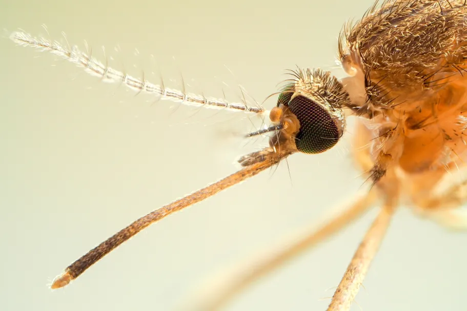 close-up van een knut
