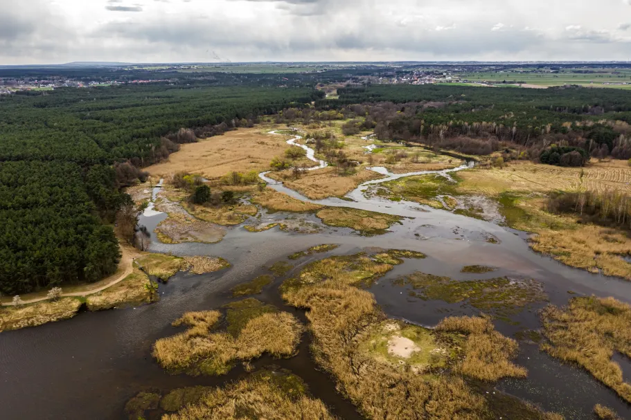 Between stomata and clouds: Unveiling vegetation-atmospheric boundary layer interactions with high resolution observations and modeling