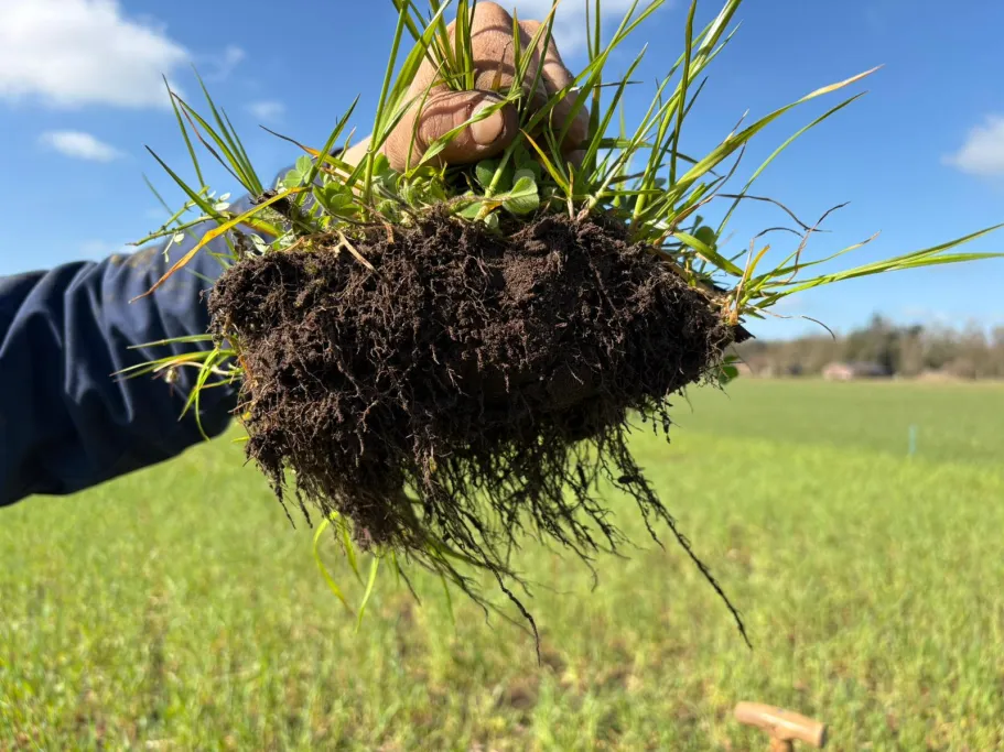 Wortelontwikkeling Groenbemesters
