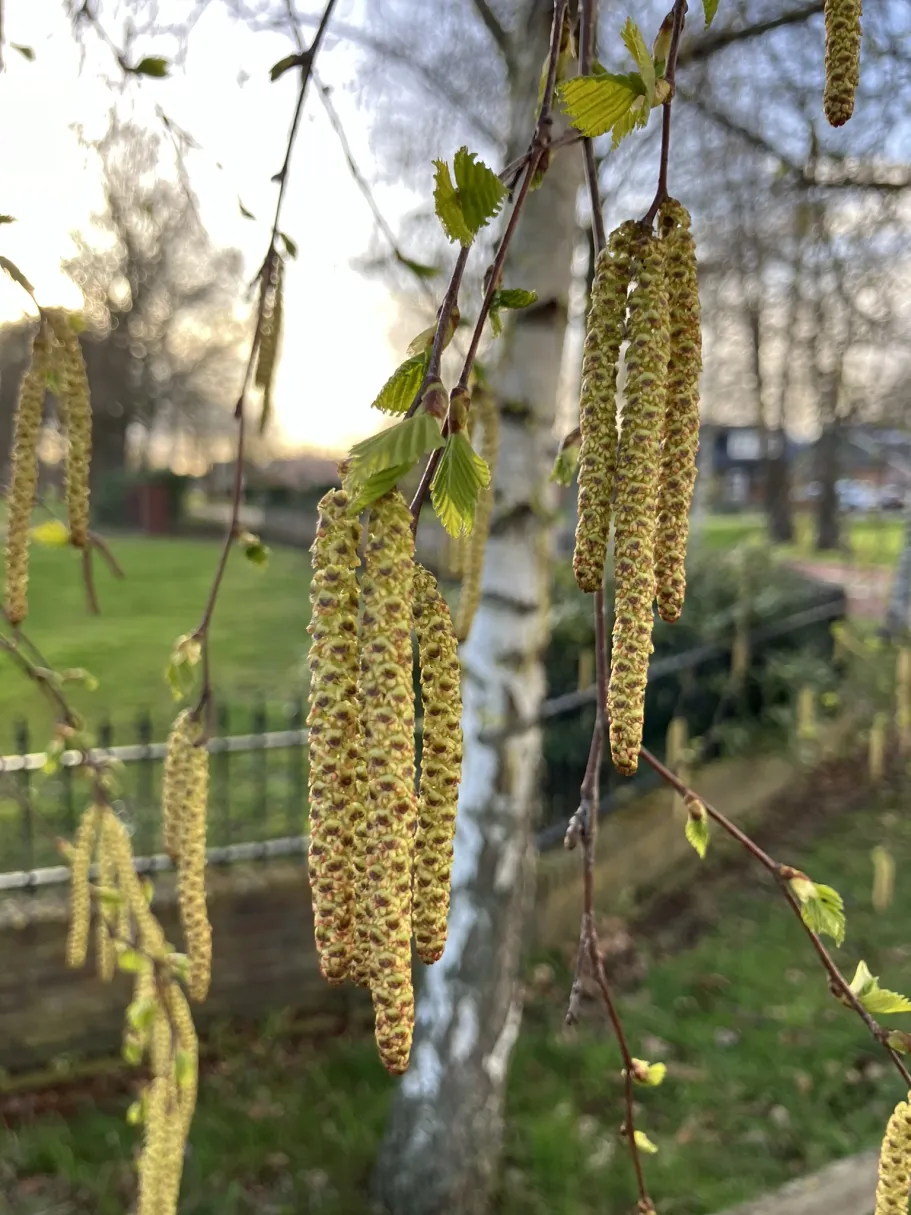 Begin bloei en bladontplooiing berk op 27 maart 2026