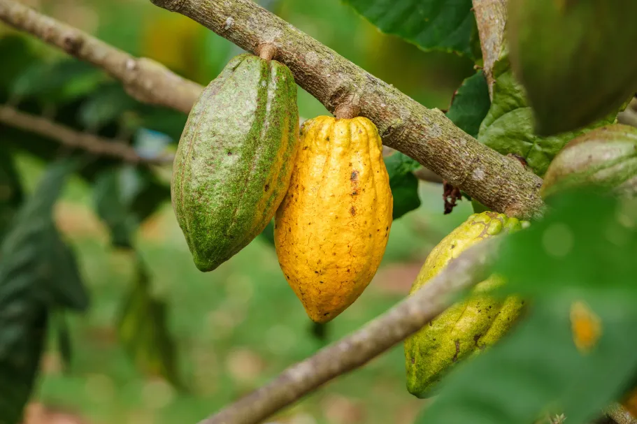 Cacao and Arbuscular Mycorrhizal Funghi: Breeding Prospects