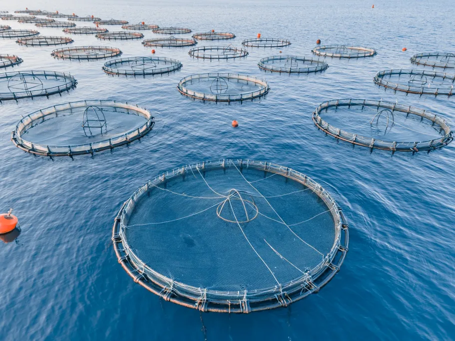 Four rows with big, round cages with fish in the sea