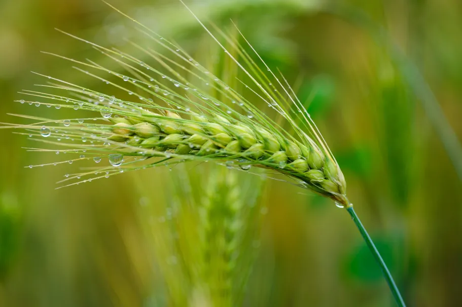 Molecular insights into the role of VRS5 in tillering and lateral spikelet development in barley