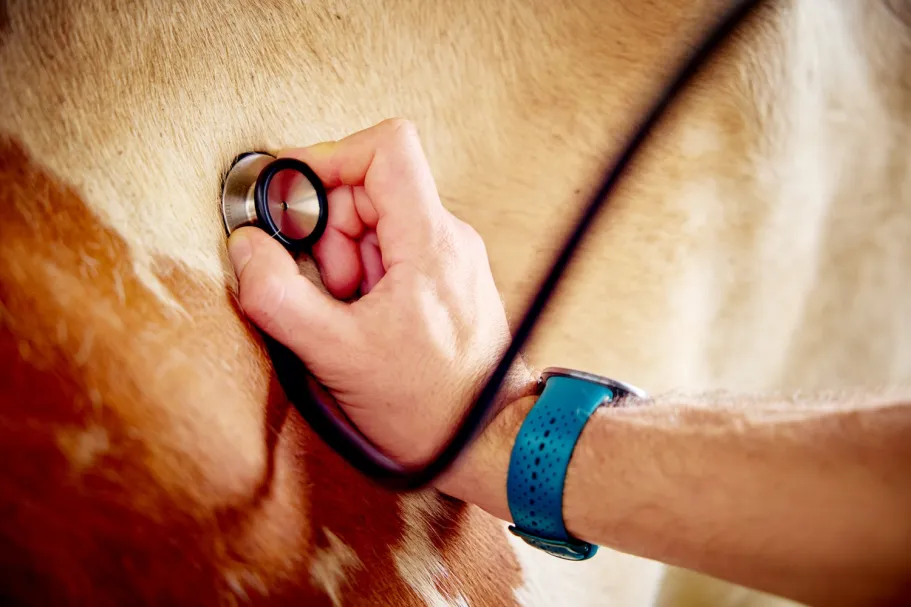 koe wordt onderzocht met stethoscoop