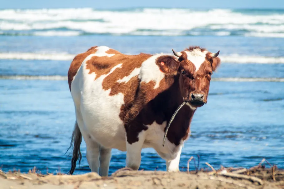 Seaweeds – Cows – Methane: Introducing seaweeds in dairy cattle diets and their effects on enteric methane production, ruminal microbiome, food safety and animal health