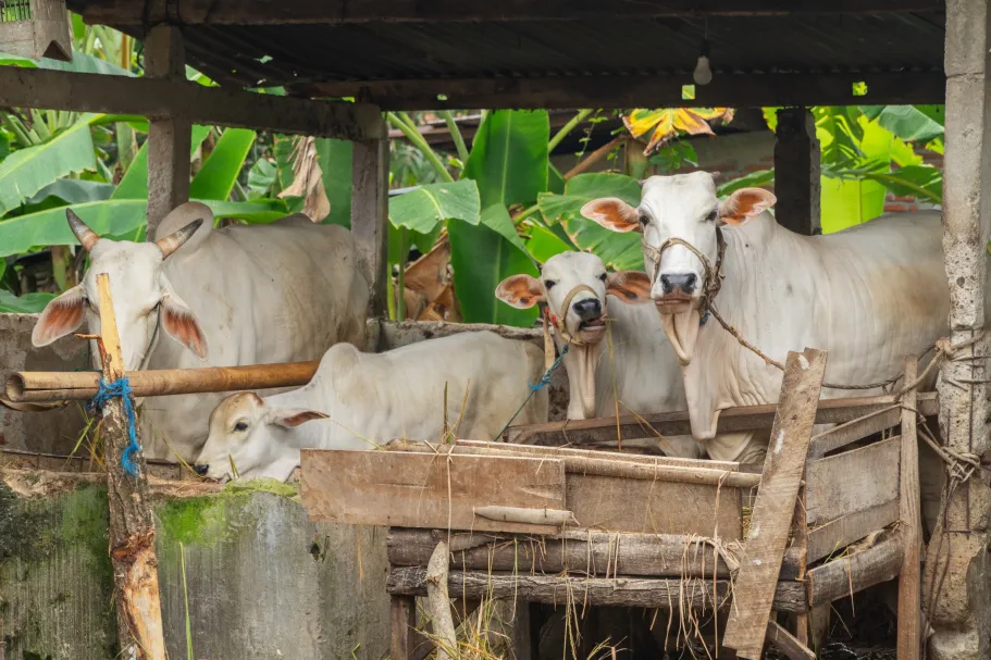 Feeding Cows for Climate: Reducing Greenhouse Gas Emissions from Tropical Dairy Systems in Indonesia and Costa Rica