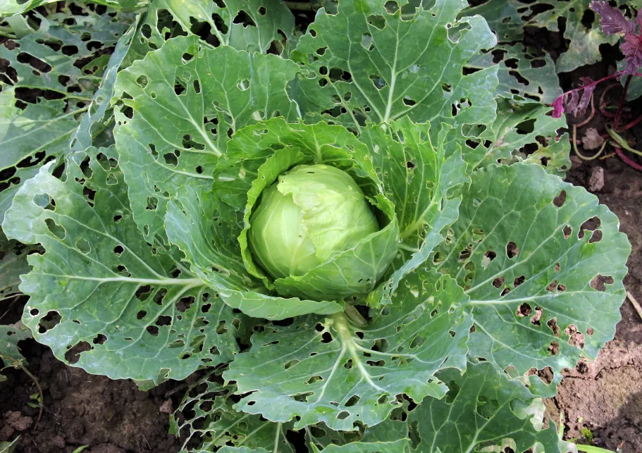 Sphere of influence: Insect herbivory and plant defense signaling shaping rhizosphere microbiomes in Brassicaceae