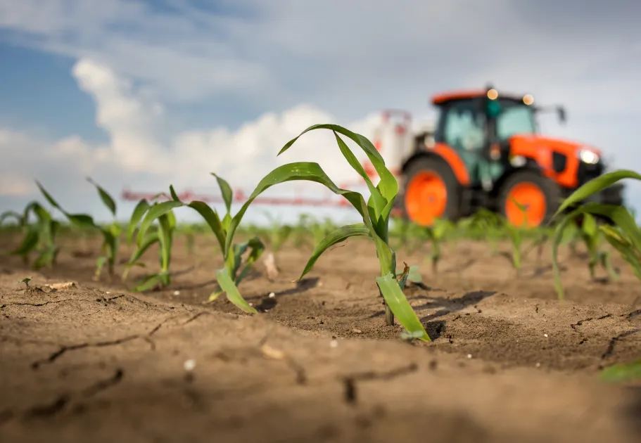 maïs met tractor op de achtergrond