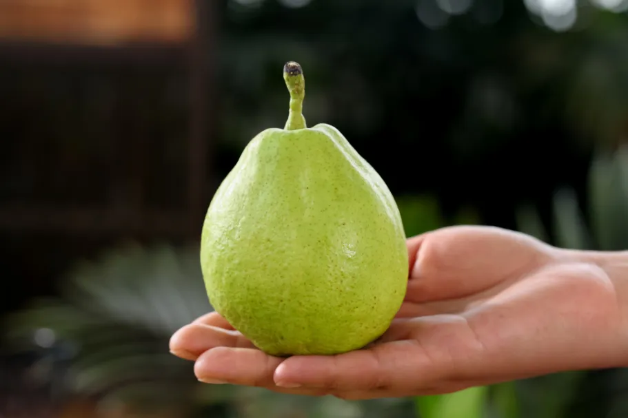 The role of service plants in promoting biological pest control and pollination in Xinjiang pear