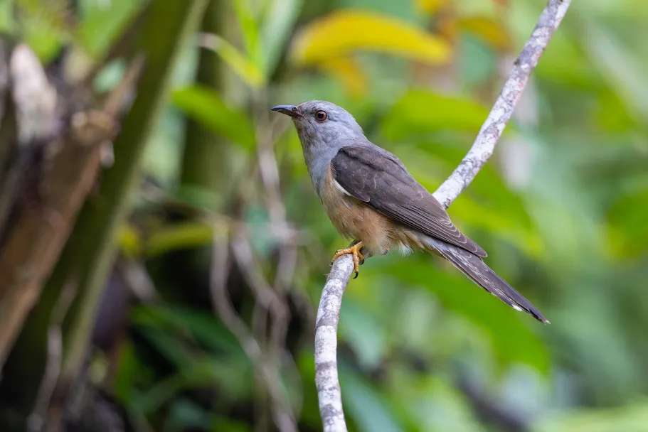 A picture of a plaintive cuckoo on a branch