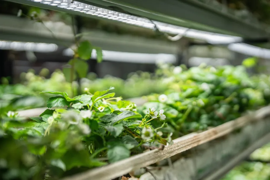 Lichtstress bij planten: inzichten door chlorofylfluorescentie