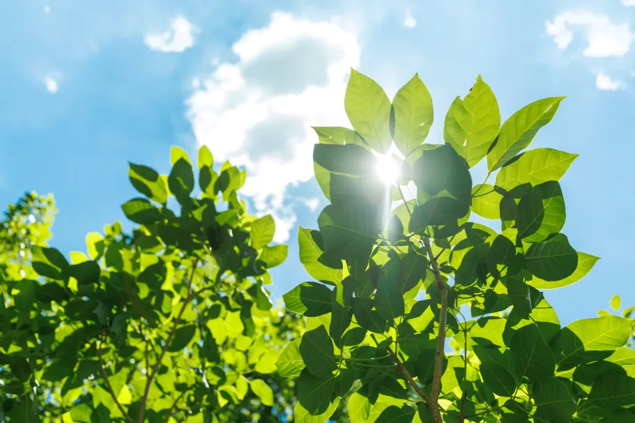 Inverse modellering van carbonyl sulfide om fotosynthese op verschillende schalen te begrenzen